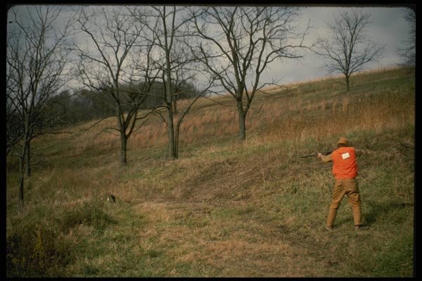 195073 Rabbit Hunter And Beagle Flush Cottontail A4 Photo Print