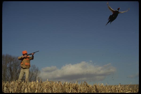 195074 Hunter Flushes Pheasant A4 Photo Print
