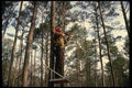 195075 Shooting From Tree Stand A4 Photo Print