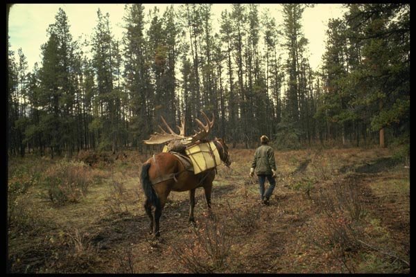 195076 Packing Out Trophy Moose Antlers A4 Photo Print