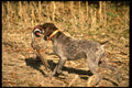 195078 German Shorthair Pointer Retrieving Pheasant A4 Photo Print