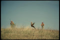 195080 Pair Of Hunters Flush Cock Pheasant A4 Photo Print