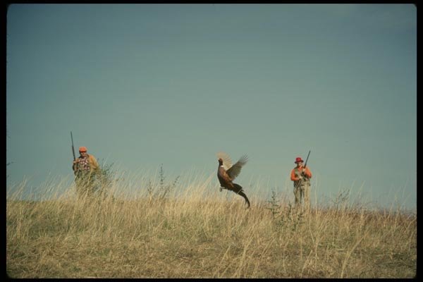 195080 Pair Of Hunters Flush Cock Pheasant A4 Photo Print