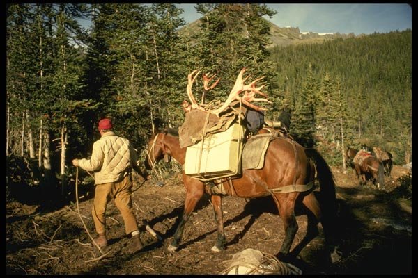 195082 Leading Freshly Loaded Packhorse Over To Hitching Rack A4 Photo Print