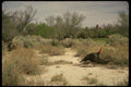 195086 Turkey Hunter Aims At Big Gobbler A4 Photo Print