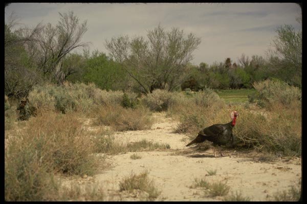 195086 Turkey Hunter Aims At Big Gobbler A4 Photo Print