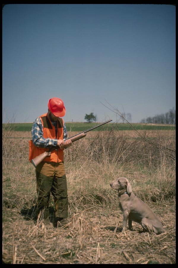195090 Upland Bird Hunter With His Pedigreed Weimaraner A4 Photo Print