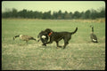 195094 Chocolate Lab Retrieves Canada Goose A4 Photo Print
