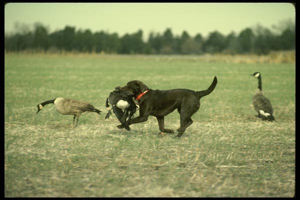 195094 Chocolate Lab Retrieves Canada Goose A4 Photo Print
