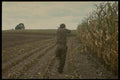 195099 Bird Hunting In Corn Field A4 Photo Print