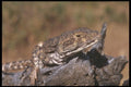 196005 Western Whiptail Lizard A4 Photo Print