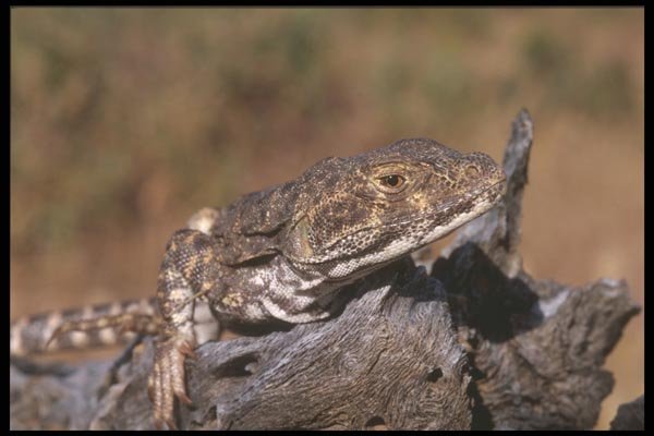 196005 Western Whiptail Lizard A4 Photo Print