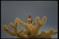 196006 Cactus Wren On Cholla Top A4 Photo Print