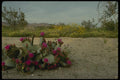 196007 Springtime In The Sonoran Desert A4 Photo Print