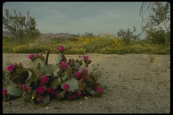 196007 Springtime In The Sonoran Desert A4 Photo Print