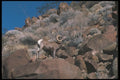 196009 Bighorn Sheep (ram) A4 Photo Print