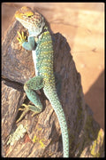 196011 Collared Lizard A4 Photo Print