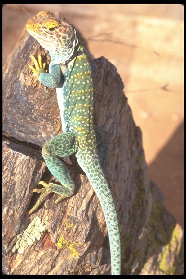 196011 Collared Lizard A4 Photo Print