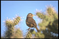 196012 Cactus Wren (close up) A4 Photo Print