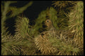 196013 Nested Dove A4 Photo Print