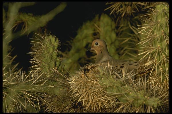 196013 Nested Dove A4 Photo Print