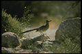 196015 Roadrunner A4 Photo Print
