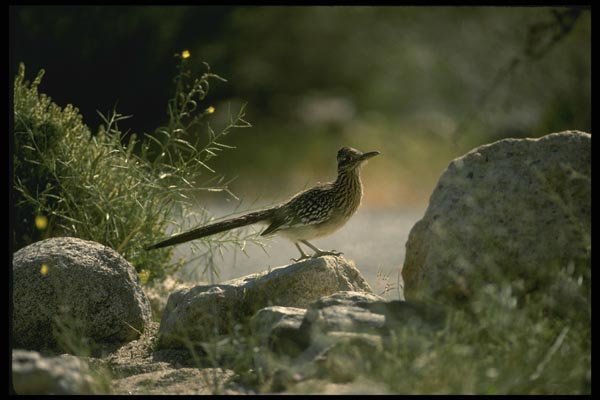 196015 Roadrunner A4 Photo Print