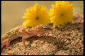 196017 Western Banded Gecko And Flowers A4 Photo Print