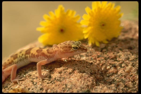 196017 Western Banded Gecko And Flowers A4 Photo Print