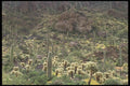 196018 Saguaro National Monument A4 Photo Print