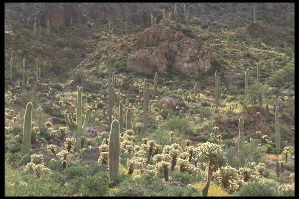 196018 Saguaro National Monument A4 Photo Print