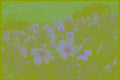 196019 Birdcage Evening Primrose A4 Photo Print