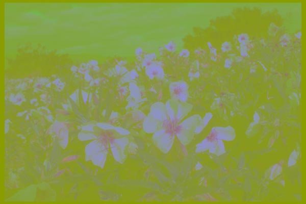 196019 Birdcage Evening Primrose A4 Photo Print