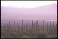 196020 Saguaro National Monument A4 Photo Print