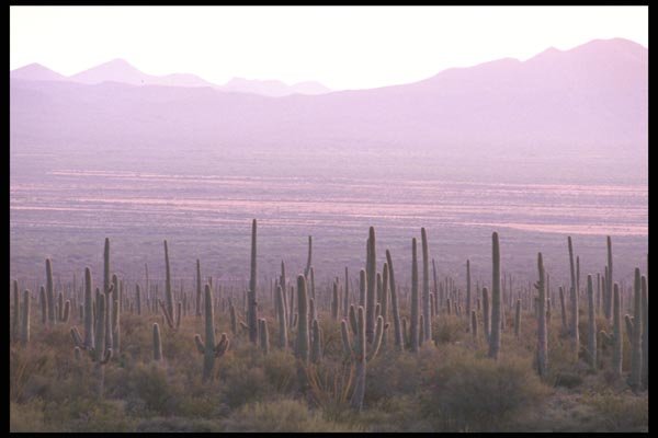 196020 Saguaro National Monument A4 Photo Print