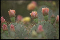 196022 Beavertail Cactus A4 Photo Print