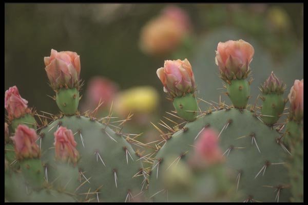 196022 Beavertail Cactus A4 Photo Print