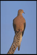 196023 Mourning Dove A4 Photo Print