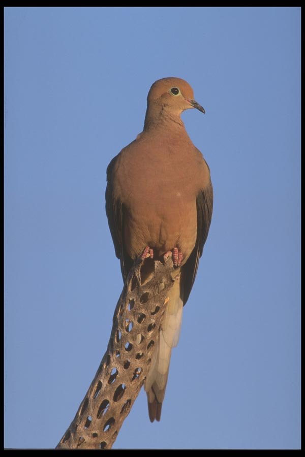 196023 Mourning Dove A4 Photo Print