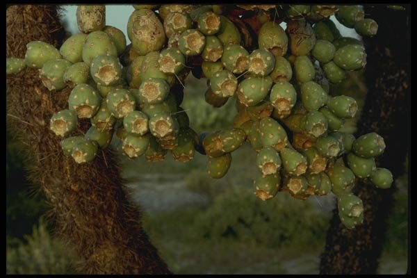 196024 Jumping Cholla Fruit A4 Photo Print
