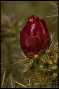 196025 Cholla Bud A4 Photo Print