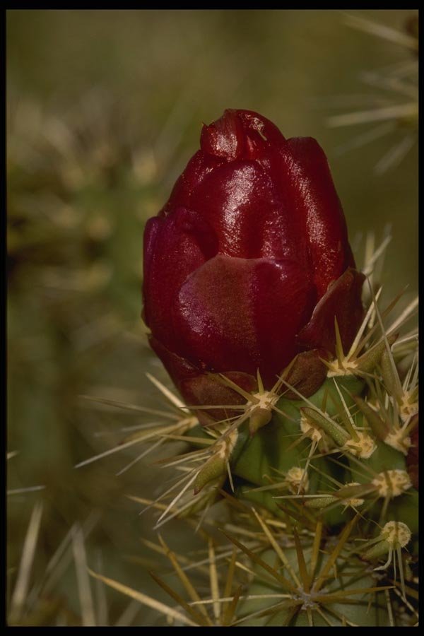 196025 Cholla Bud A4 Photo Print