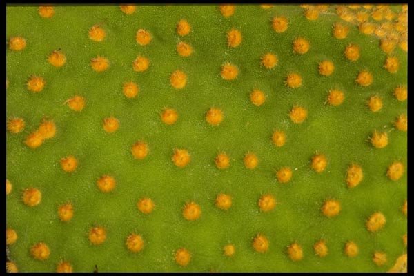 196026 Cactus Skin A4 Photo Print