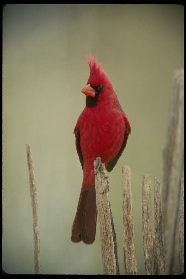 196027 Cardinal On Saguaro Rib A4 Photo Print