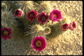 196029 Hedgehog Cactus A4 Photo Print