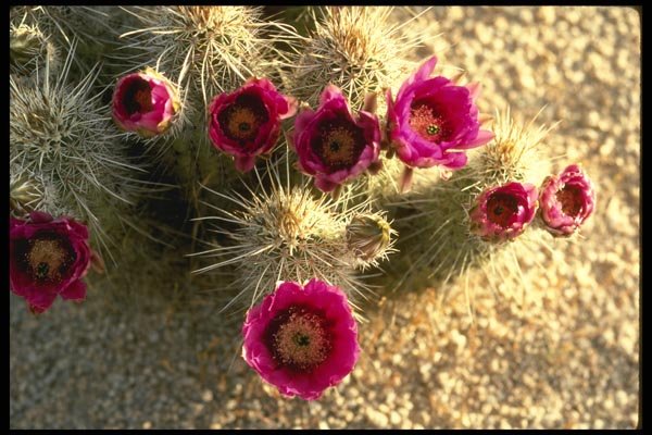 196029 Hedgehog Cactus A4 Photo Print