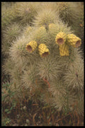 196030 Teddy Bear Cholla Fruit A4 Photo Print