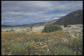 196032 Spring Wildflowers A4 Photo Print