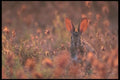 196033 Backlit Cottontail A4 Photo Print