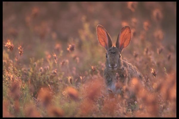 196033 Backlit Cottontail A4 Photo Print